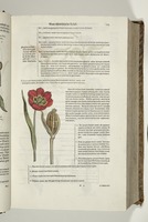 voorstelling van een tulp (p. 168)